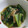 ホヌ・アヌエヌエ's cooksnap of when they made 小松菜ときのこのあんかけ.
