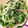 星ホシコ's cooksnap of when they made しらすとほうれん草の和風スパゲティー♪.