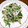 satoc☆'s cooksnap of when they made 菜の花のサラダ お浸し 作りおき.