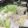 ﾌﾞﾚﾝﾀﾞ's cooksnap of when they made はりはり鍋風★なべしゃぶ.