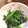 マアココ's cooksnap of when they made ほうれん草のお浸し柚子風味.