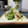 ダイナマイト漆黒's cooksnap of when they made アジの酢じめと貝割れ大根.