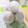 ひゃんむぎ's cooksnap of when they made いちご大福。レンジで簡単☆.