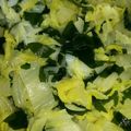 ☆MHK☆'s cooksnap of when they made 白菜わかめサラダ.