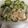 bumibumin's cooksnap of when they made 新玉ねぎとキュウリのシャキシャキサラダ.