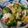 norigen116's cooksnap of when they made うま☆ブロッコリーとクリームチーズサラダ.