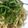 菖蒲＊'s cooksnap of when they made 混ぜるだけ！大葉といわしの蒲焼きパスタ.