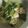 クックZ8J4H4☆'s cooksnap of when they made 簡単！青梗菜の朝食スープ.