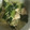 クックZ8J4H4☆'s cooksnap of when they made 簡単！青梗菜の朝食スープ.