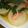 ナッツ627's cooksnap of when they made 春大根の煮物〜菜の花と蟹のあんかけ〜.