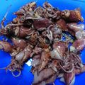 ちひれろ's cooksnap of when they made ほたるいかを食べよう！！【ごま油あえ】.