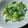 クック9CGVYD☆'s cooksnap of when they made わさび菜の和風サラダ.