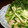 まんまるさくら's cooksnap of when they made 鶏皮とキュウリの和風あえ.