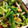 クックHJB3B6☆'s cooksnap of when they made ほうれん草とカニカマとコーンの麺つゆ和え.