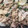 クックIX0124☆'s cooksnap of when they made しそと豚肉と玉ねぎのさっぱり炒め.