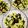 クックLU380F☆'s cooksnap of when they made 5分で簡単！きくらげやみつき塩キャベツ.