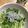 はーとねこ's cooksnap of when they made キャベツ・青しそ・じゃこのサラダ.