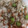 ma___111's cooksnap of when they made 枝豆と桜海老の簡単混ぜ御飯.