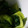 こびぃ。's cooksnap of when they made 青梗菜のおひたし生姜風味.