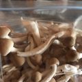 ☆☆子's cooksnap of when they made しめじも冷凍ストックめちゃ便利.