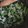 やんしゅ's cooksnap of when they made 小松菜としらすのフライパン蒸し煮.