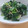 柊さくら's cooksnap of when they made 小松菜としらすのしょうゆ炒め.