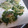 スポボブ's cooksnap of when they made もやしとほうれん草のおやき.