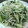 なるこォ's cooksnap of when they made もやしと小松菜のにんにくしょうゆ炒め.
