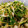 おにじろう's cooksnap of when they made ＊豆苗と切り干し大根のやみつき漬け＊.