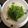 にむばすしゅたーぜん's cooksnap of when they made 豆苗ナムル.