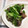らて♪'s cooksnap of when they made 砂肝の塩蒸し炒め.
