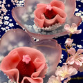 moko♪キッチン♪'s cooksnap of when they made 桜餅の皮で♡花咲く♪苺大福風の和スイーツ.
