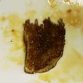 こびーラブ's cooksnap of when they made えのきステーキ（ホタテもどき！？）.