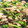 せのやん's cooksnap of when they made 菜の花と牛肉のオイスター炒め.