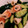 クック105KEH☆'s cooksnap of when they made きゅうりと竹輪の中華和え.