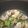 ＭＩＬＵ's cooksnap of when they made アサリのバター酒蒸し♪春のお楽しみ♡.