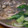 conn's cooksnap of when they made ぷるるん牡蠣の治部煮風♡.