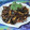 ladyoscar's cooksnap of when they made シンプル♪生きくらげの中華炒め.