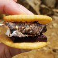 Ebi1783☆'s cooksnap of when they made スモア(Smore) : 焼きマシュマロ.