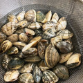 たまにゃんときよみ's cooksnap of when they made あさりを美味しく♪砂抜き＆塩抜きの方法.