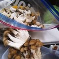 choco831's cooksnap of when they made 【野菜の冷凍保存】きのこミックス.