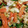 ぺたんこクマ's cooksnap of when they made どの野菜でも合う簡単オイスター炒め！！.