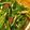 みかん主婦's cooksnap of when they made 水菜と梅のさっぱりサラダ.