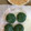 マイアミ816's cooksnap of when they made すり鉢で簡単♪よもぎを使って自家製草餅.