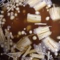 アピナス's cooksnap of when they made エノキ茸と豆腐のお味噌汁.
