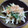 料理人クマ's cooksnap of when they made ほうれん草と玉ねぎの納豆和え.