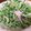 オク３家's cooksnap of when they made 豆苗とハムの胡麻マヨ和え.