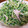 オク３家's cooksnap of when they made 豆苗とハムの胡麻マヨ和え.