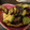 Sakirin24's cooksnap of when they made 秒殺！！ナスとアボカドの生姜炒め。.
