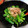 kohada2251's cooksnap of when they made 菜の花の白だし辛子和え.